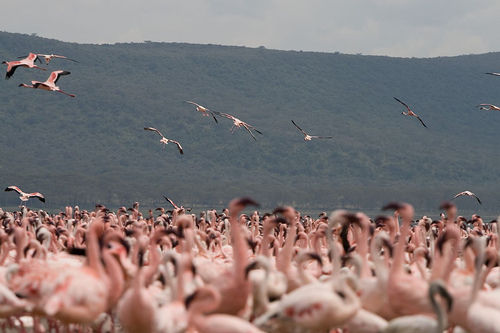Lake Naivasha
